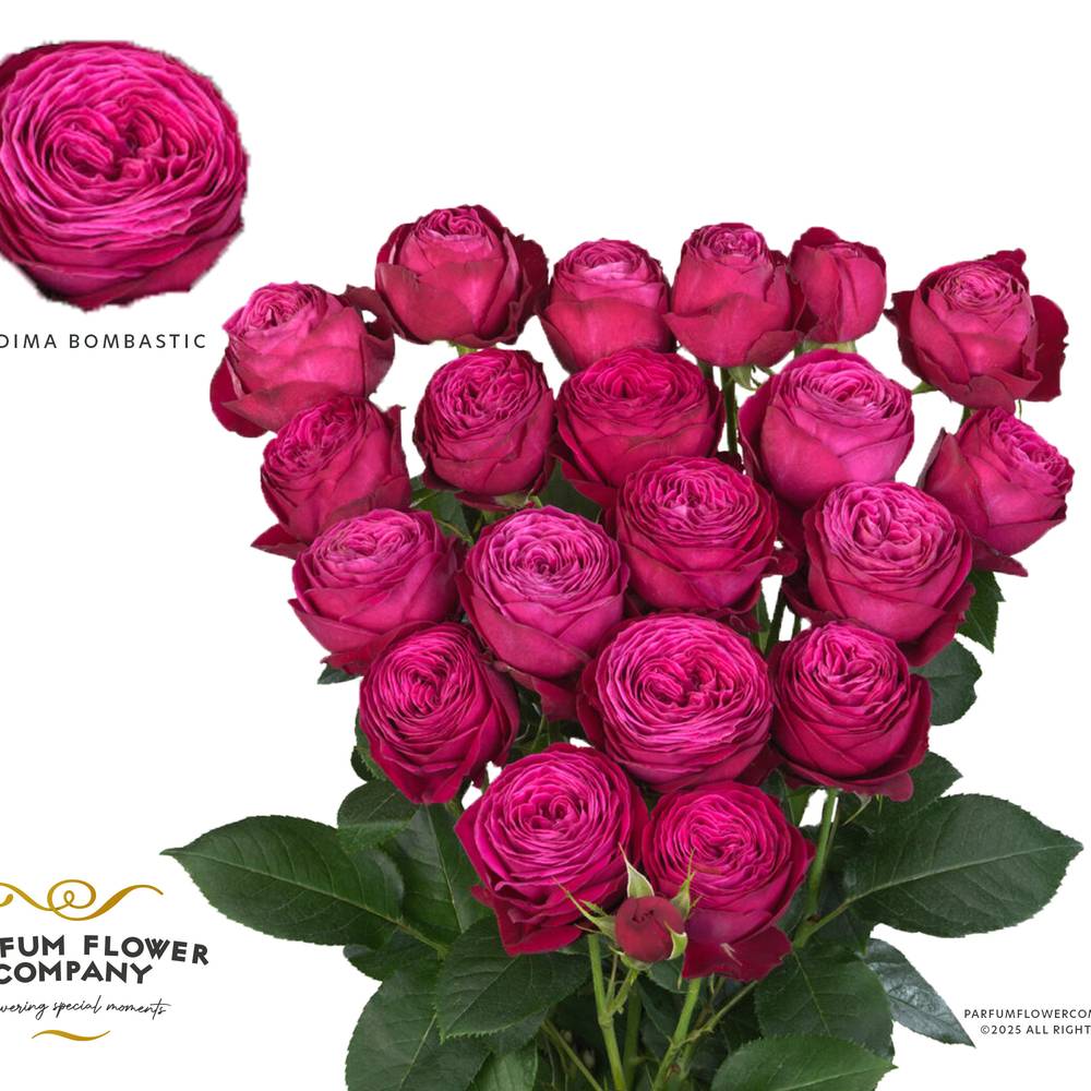 Rose verzweigt fuchsia Dima Bombastic 50cm