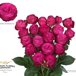 Rose verzweigt fuchsia Dima Bombastic 50cm