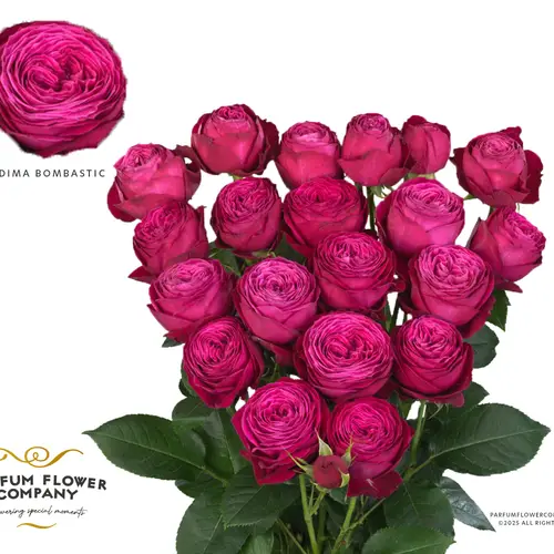 Rose verzweigt fuchsia Dima Bombastic 50cm