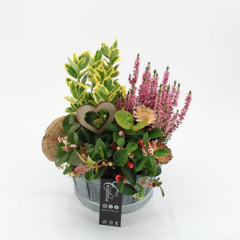 Garten.Arr-2509 Allerheiligen T19 H030