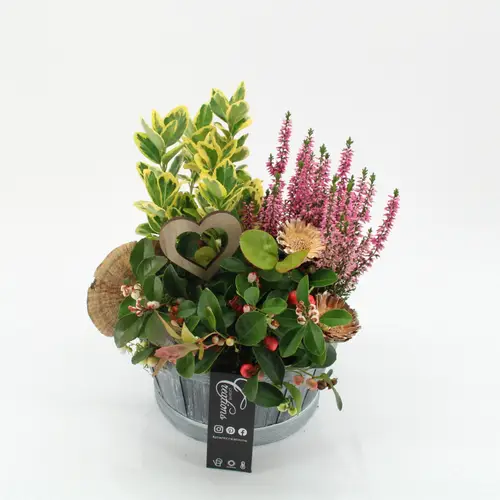 Garten.Arr-2509 Allerheiligen T19 H030