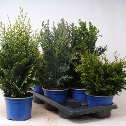 Koniferen mix    T17 H50