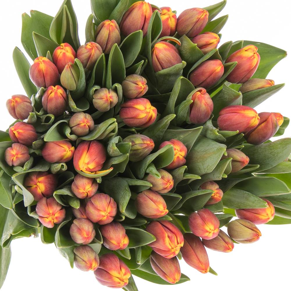 Tulpe orange/gelb Tropicana 40 Gramm