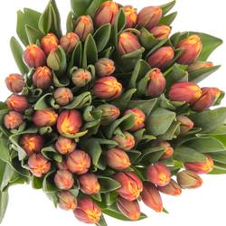 Tulpe orange/gelb Tropicana 40 Gramm