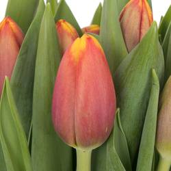 Tulpe orange/gelb Tropicana 40 Gramm