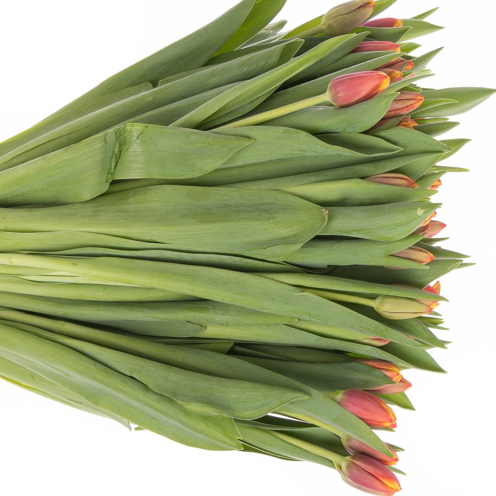 Tulpe orange/gelb Tropicana 40 Gramm