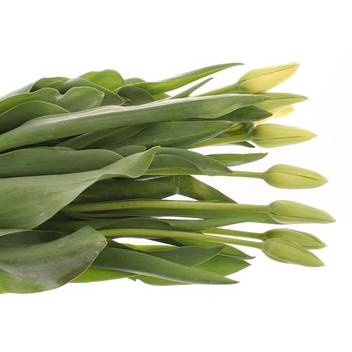 Franz.weiss Maureen 80 Gramm 65cm