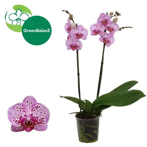 Phal.2-R Parade T12 H055