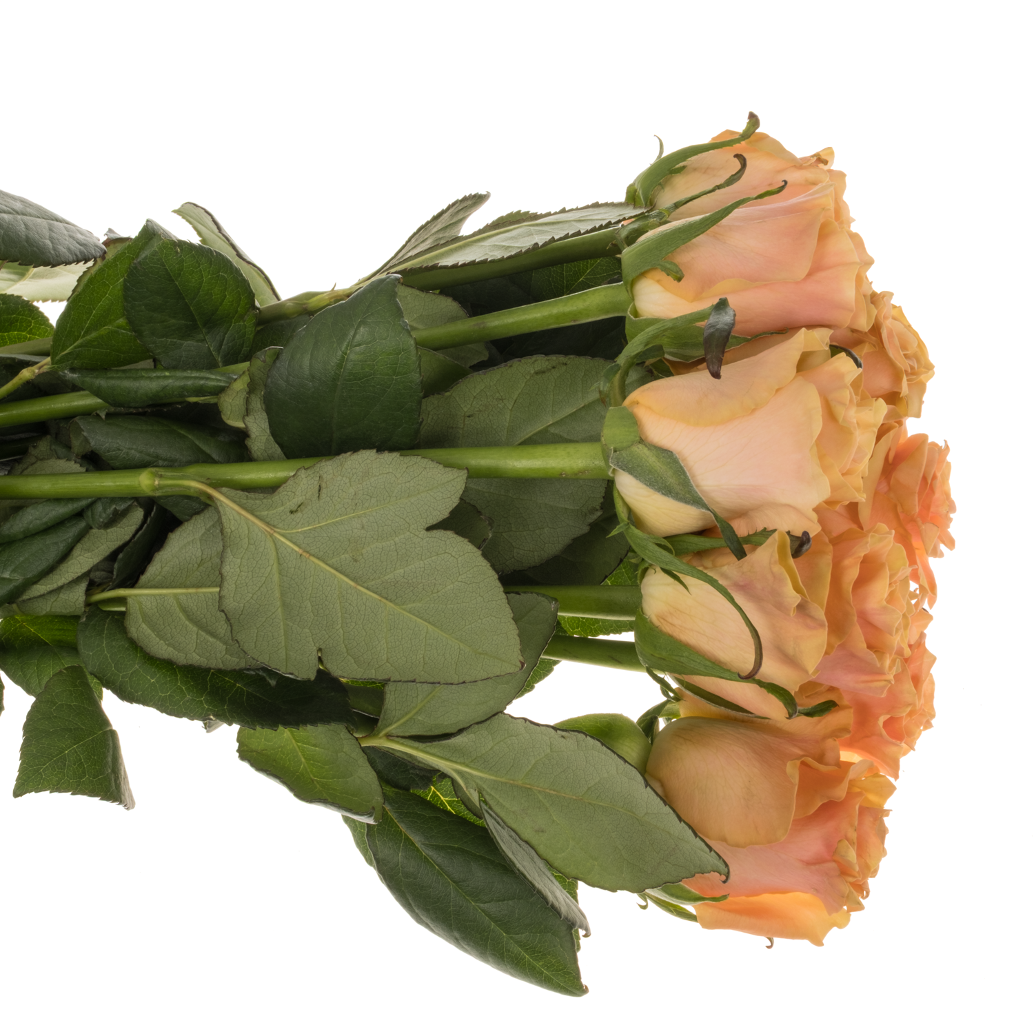 Rose orange Miss Jackie 60cm