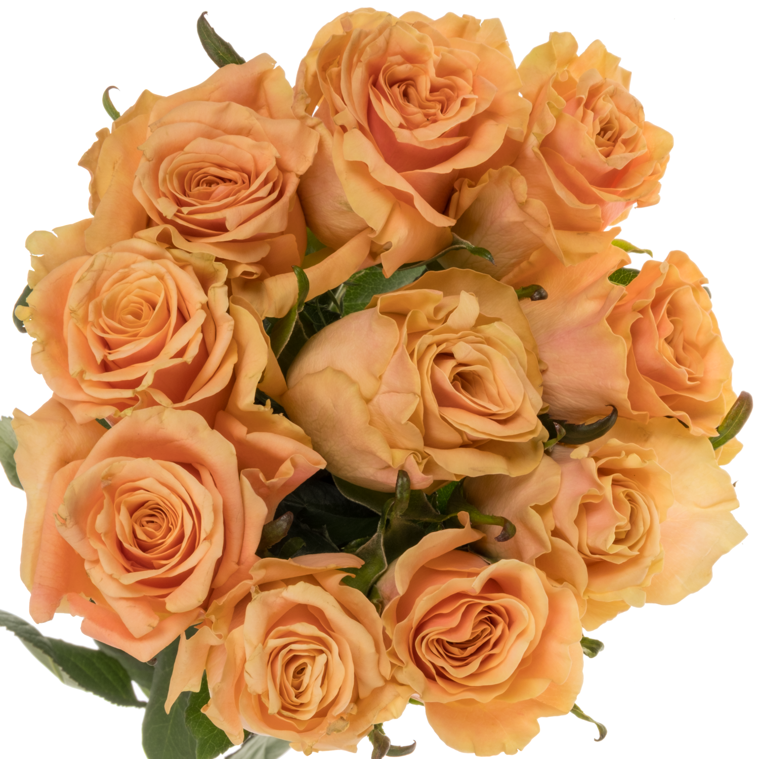 Rose orange Miss Jackie 60cm