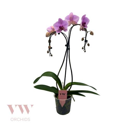 Phal.2-R rosa Regensch. T12 H55