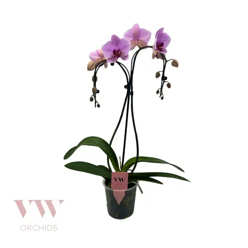 Phal.2-R rosa Regensch. T12 H55