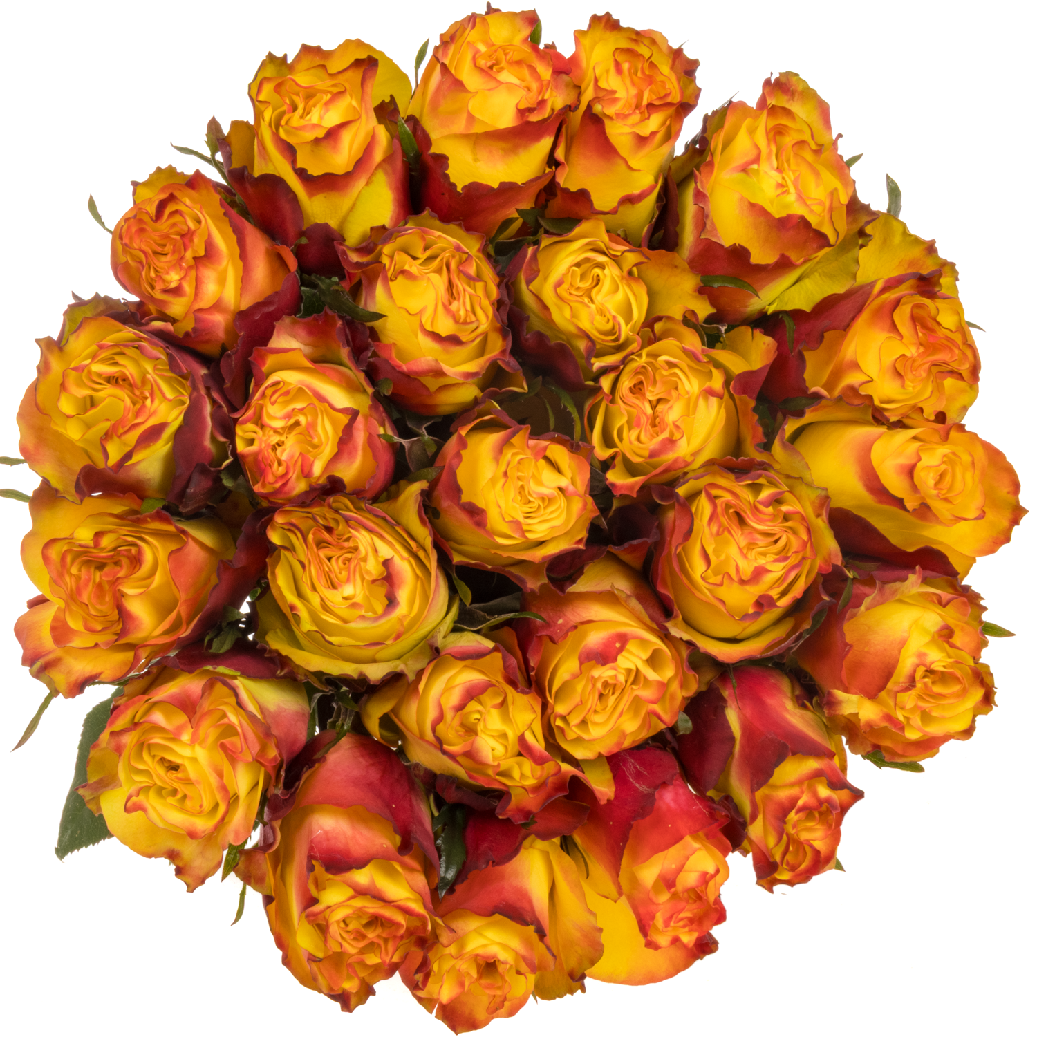 Rose gelb/rot Newsflash (Ec) 70cm