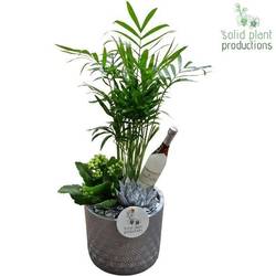 Chamaed.Arr CE001 Silver Silvester T13 H035