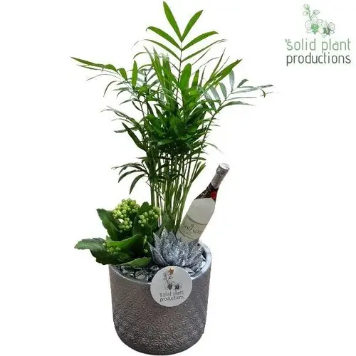 Chamaed.Arr CE001 Silver Silvester T13 H035