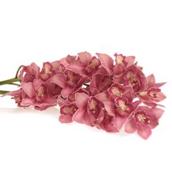 Cymbidium rosa Toledo 80cm 13+Blüte