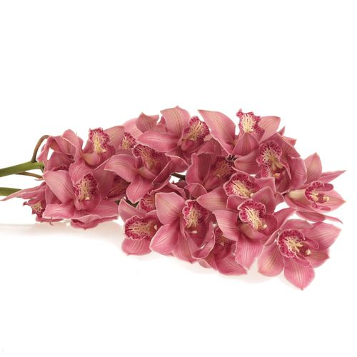 Cymbidium rosa Toledo 80cm 13+Blüte