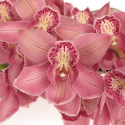 Cymbidium rosa Toledo 80cm 13+Blüte