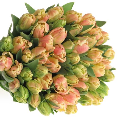 Tulpe apricot Papageien 36 Gramm