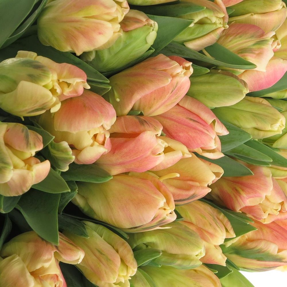 Tulpe apricot Papageien 36 Gramm