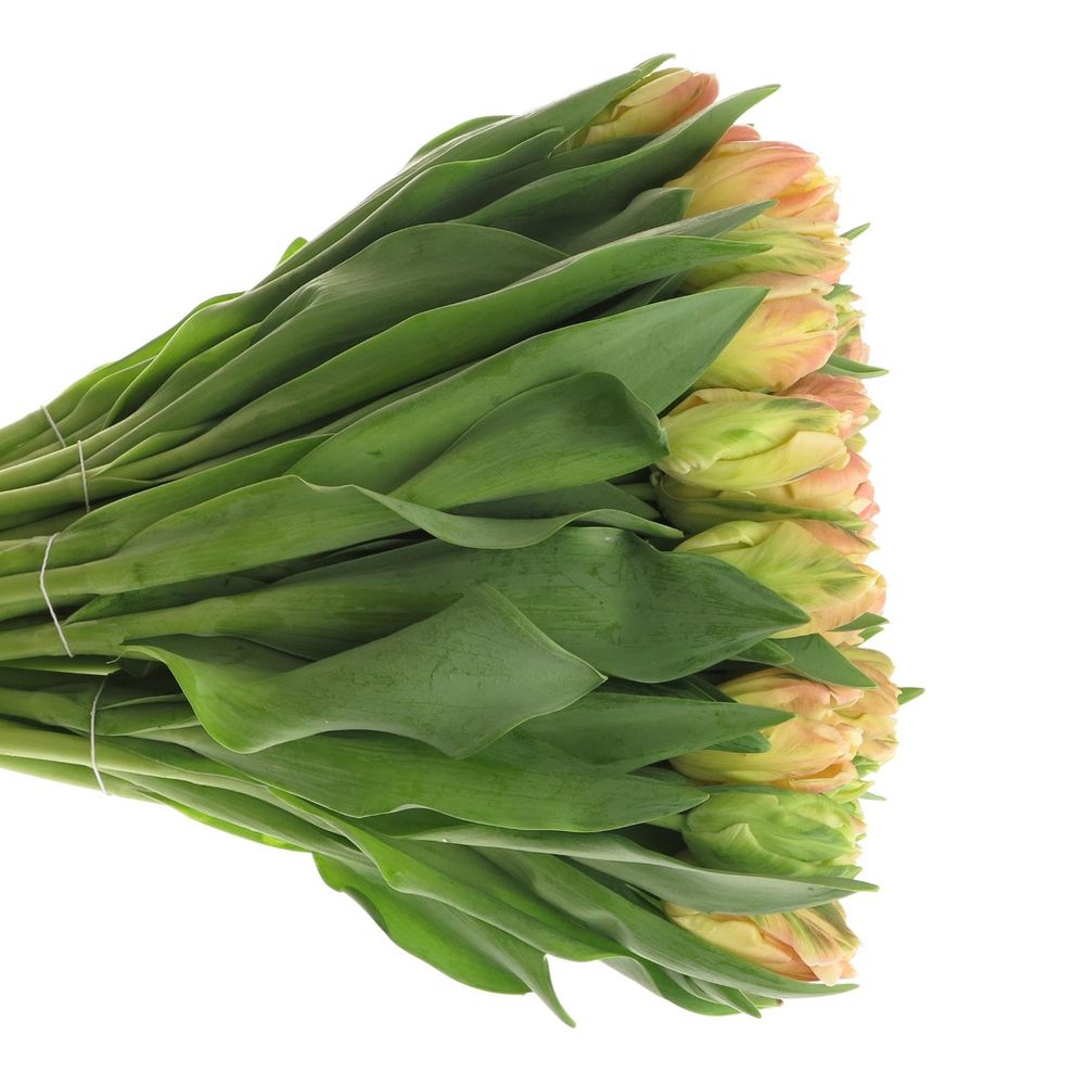 Tulpe apricot Papageien 36 Gramm