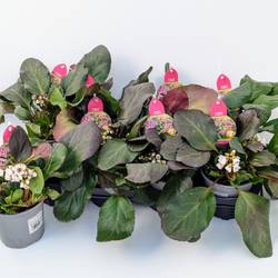 Bergenia Schneekristall T13 H030