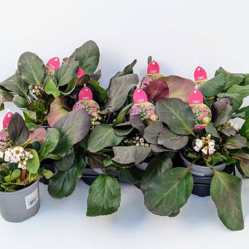 Bergenia Schneekristall T13 H030