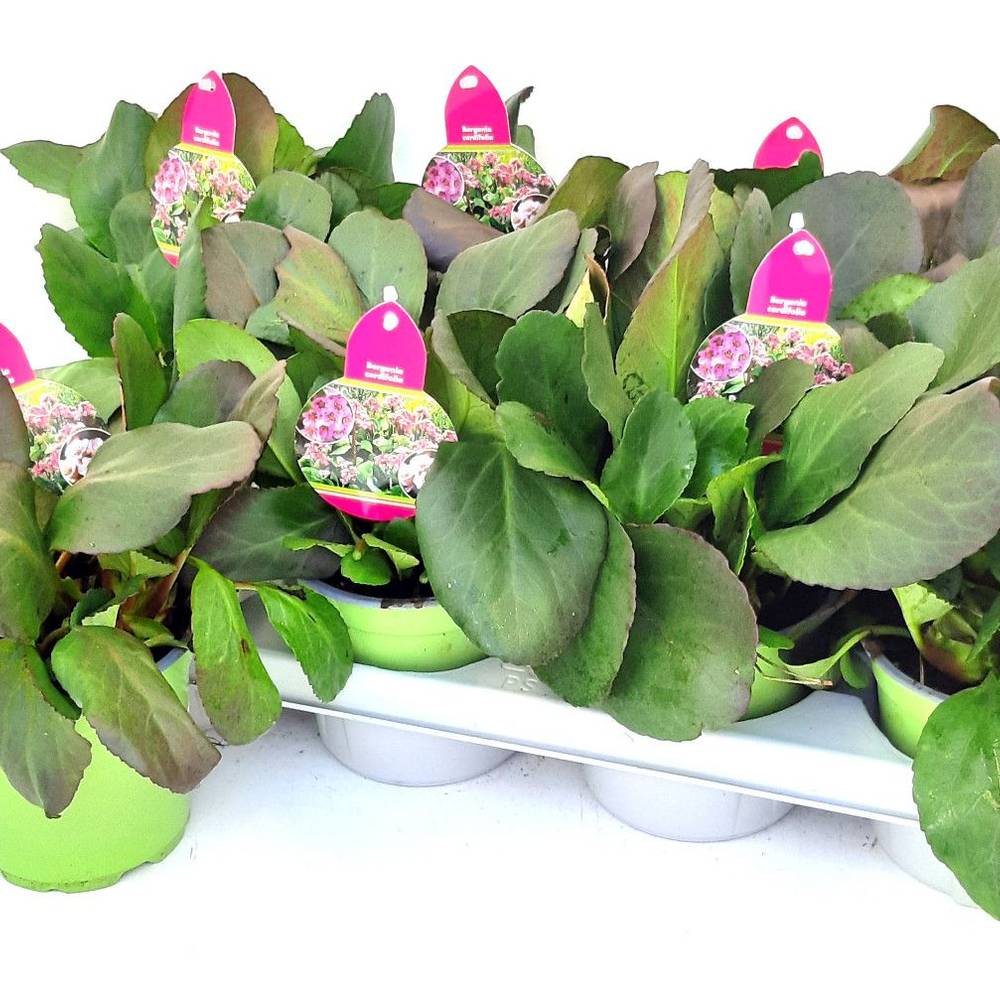 Bergenia Schneekristall T13 H030