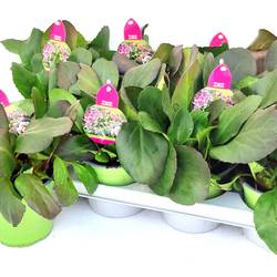 Bergenia Schneekristall T13 H030