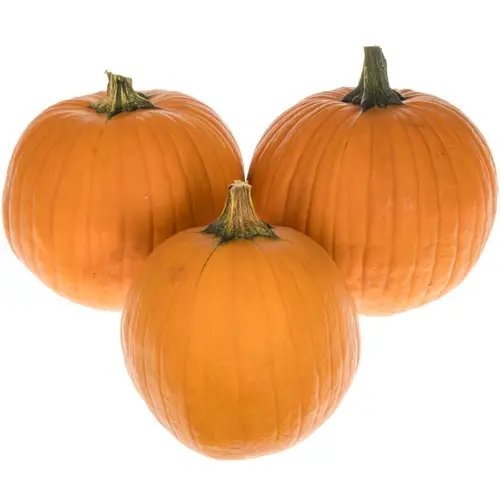 Zierkürbis orange Halloween 20cm