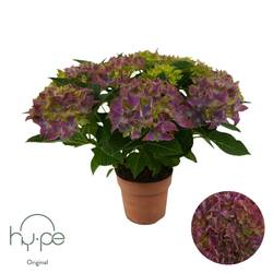 Hortensie Mophead lila 7+Blüte T14 H040