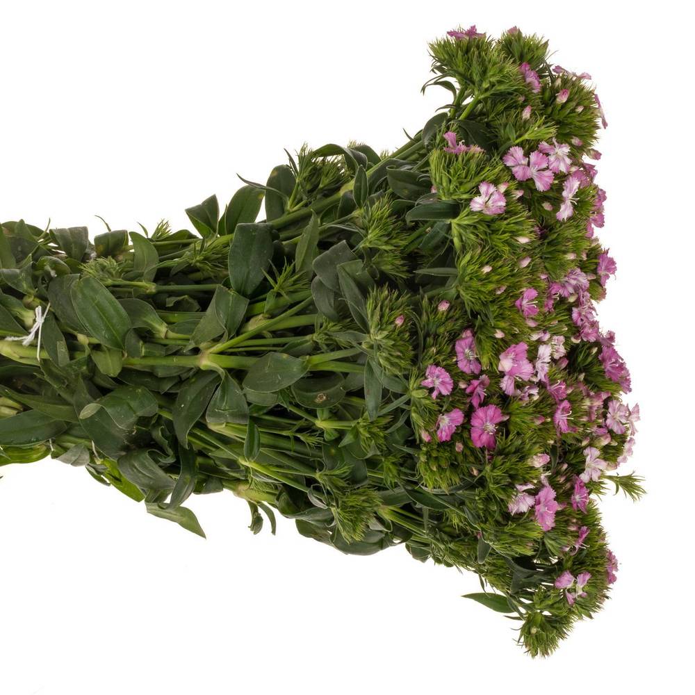 Bartnelke rosa Rose Magic 45cm