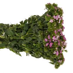Bartnelke rosa Rose Magic 45cm