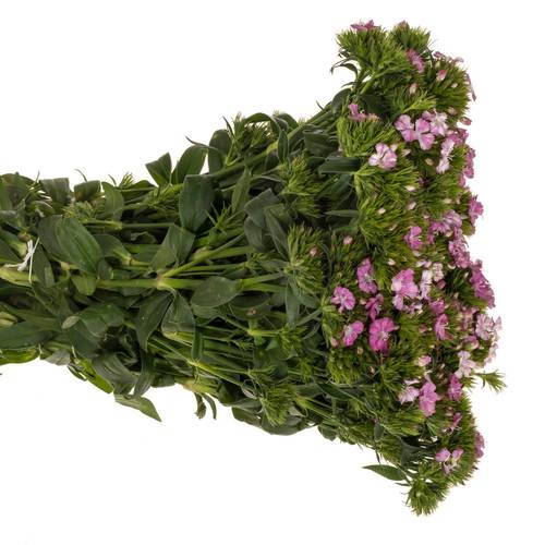Bartnelke rosa Rose Magic 45cm