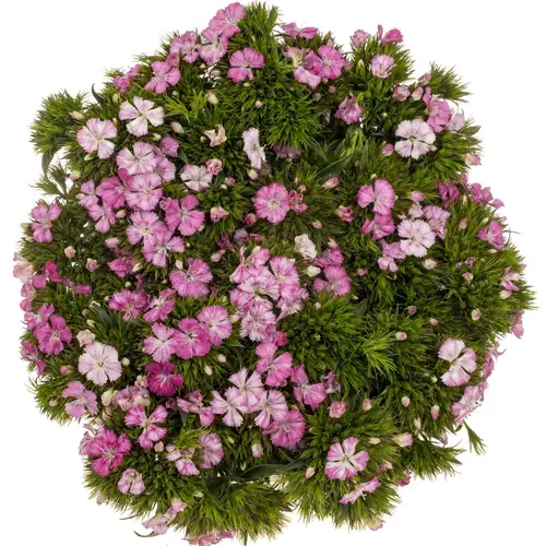 Bartnelke rosa Rose Magic 45cm