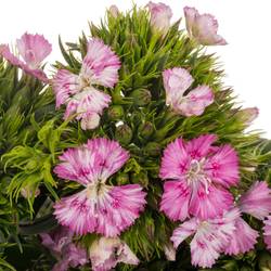 Bartnelke rosa Rose Magic 45cm