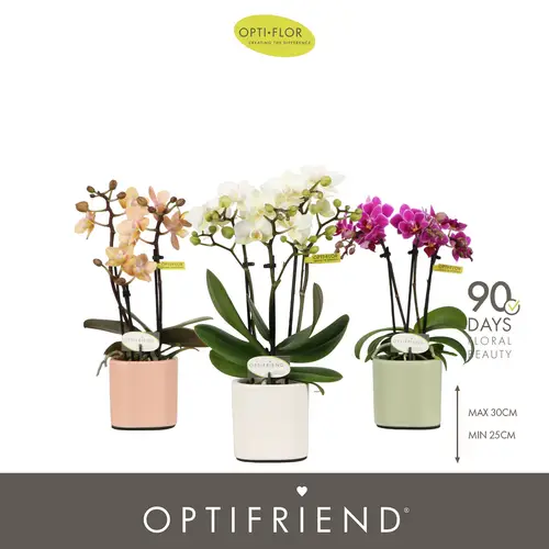Phal.3-R mix im Piemonte Übertopf T07 H025