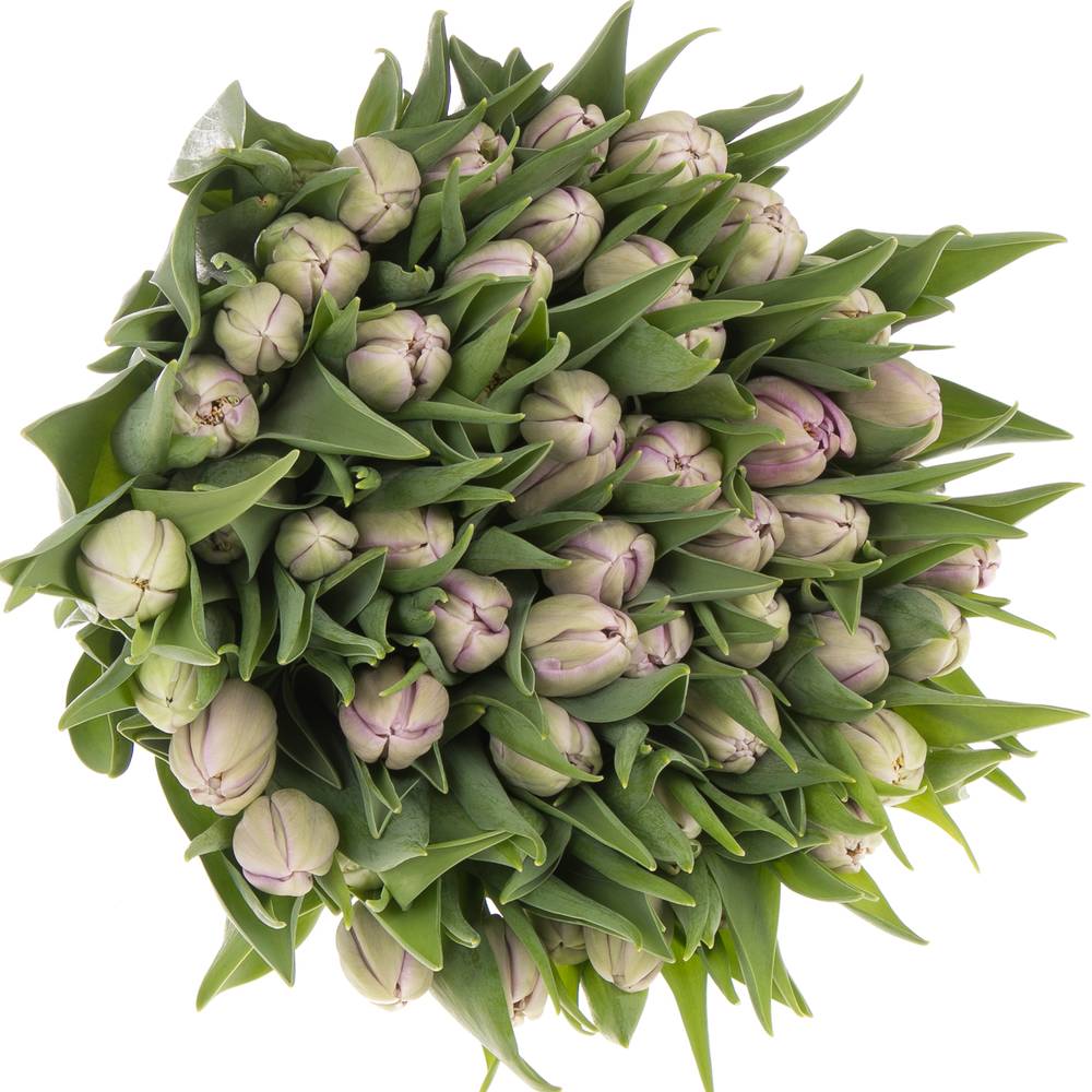 Tulpe milka doppel Kickstart 32 Gramm