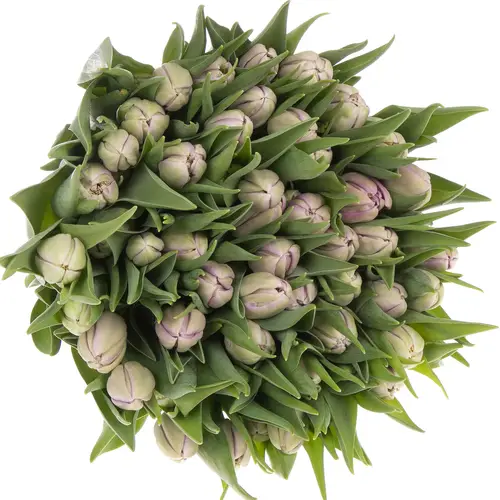 Tulpe milka doppel Kickstart 32 Gramm