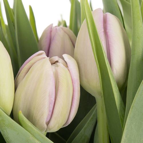 Tulpe milka doppel Kickstart 32 Gramm