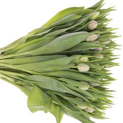 Tulpe milka doppel Kickstart 32 Gramm