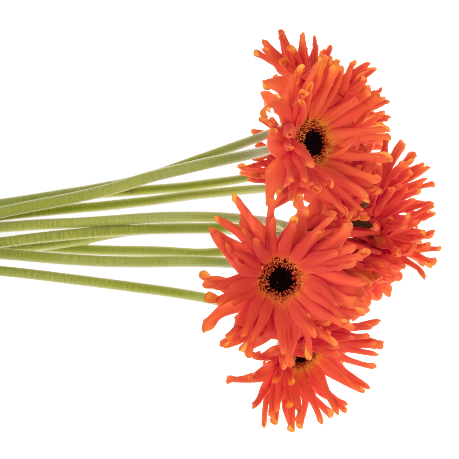 Gerbera orange Pastini Emilia Bund