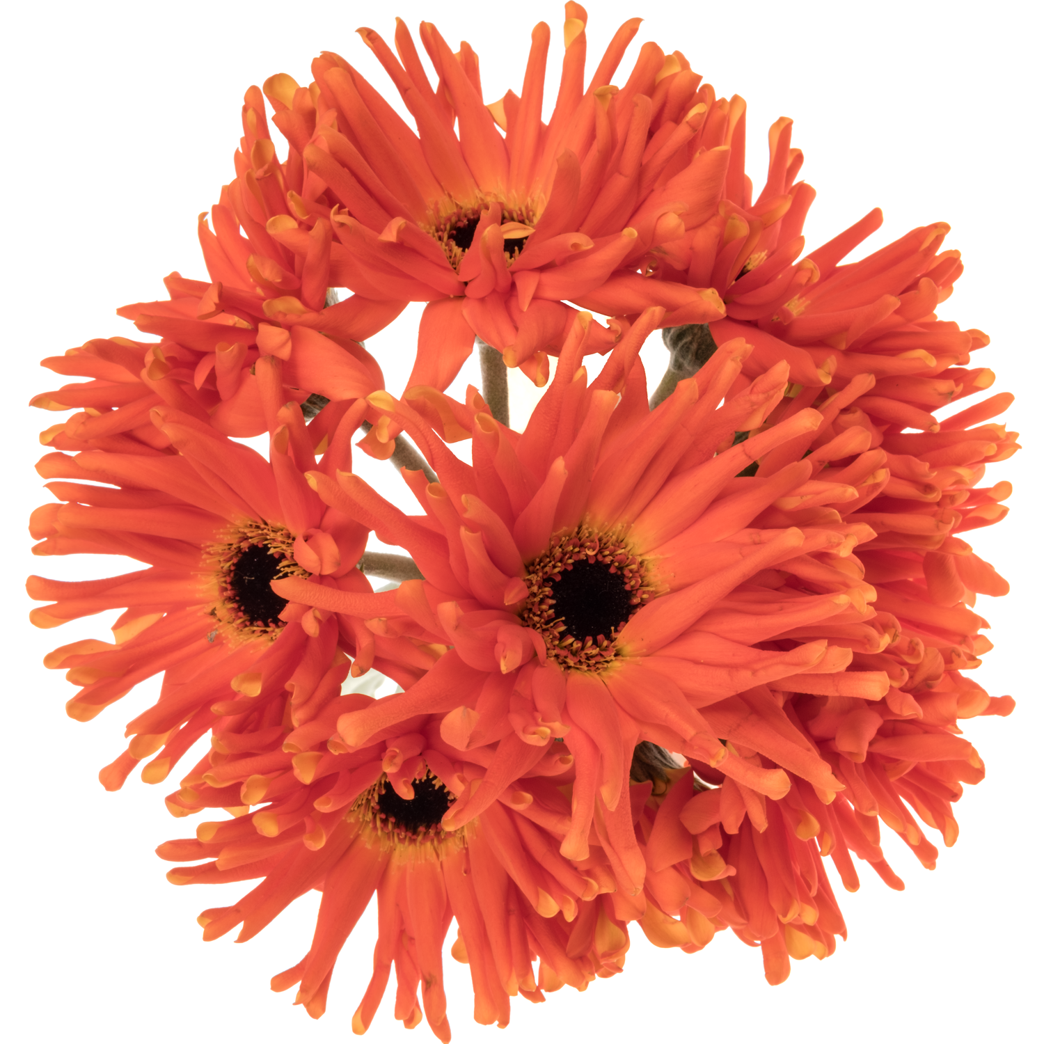 Gerbera orange Pastini Emilia Bund