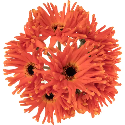 Gerbera orange Pastini Emilia Bund