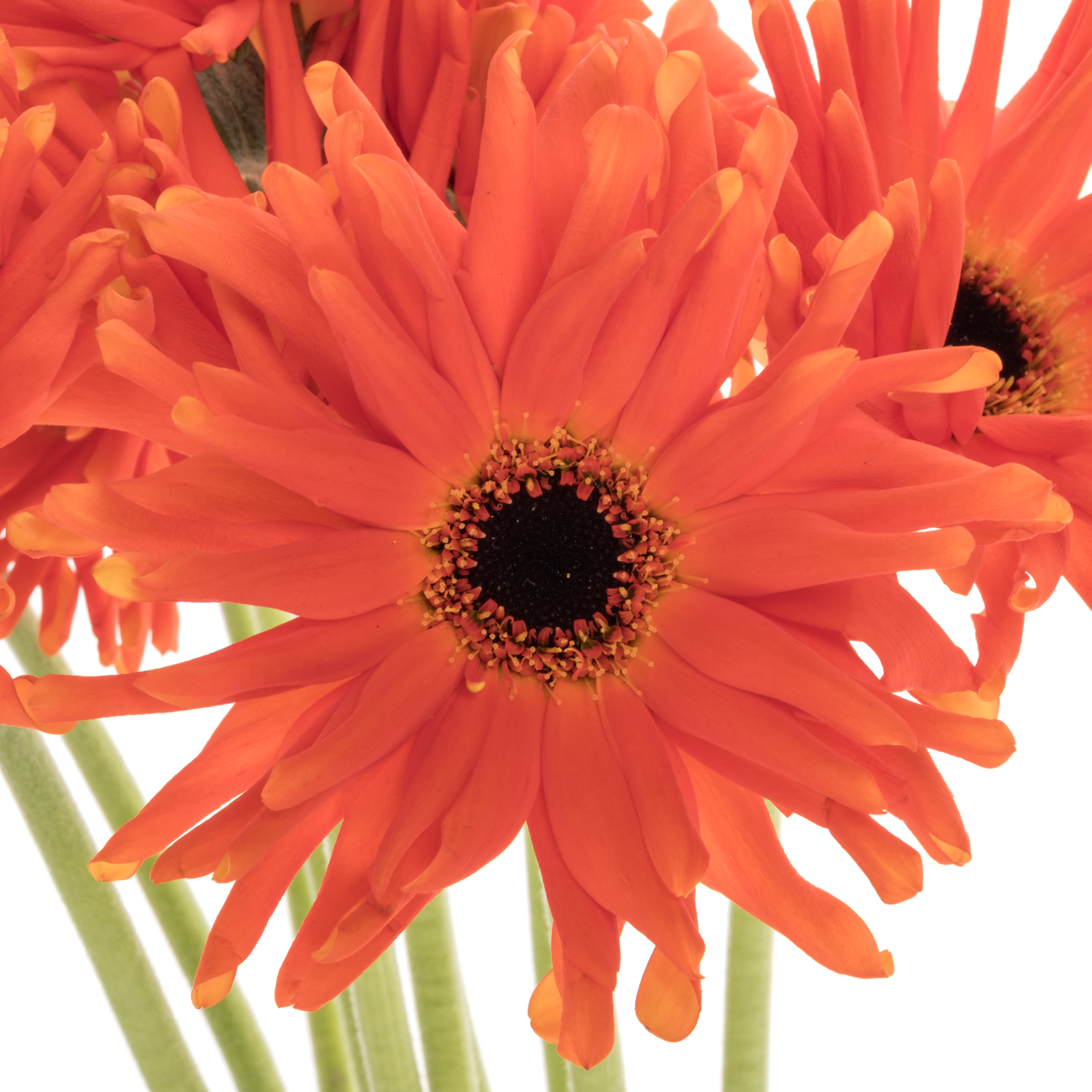 Gerbera orange Pastini Emilia Bund