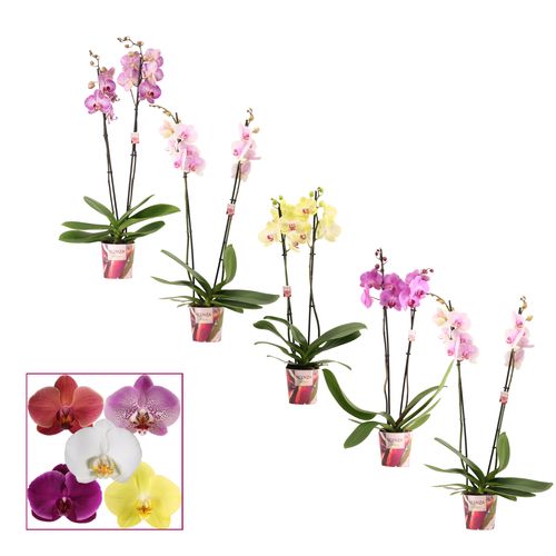 Phal.2-R mix Scenza T12 H65