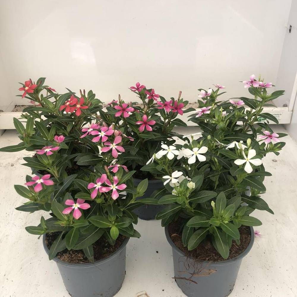 Catharanthus Roseus mix T11 H020