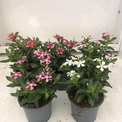 Catharanthus Roseus mix T11 H020