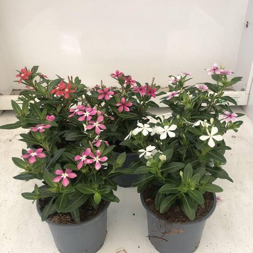 Catharanthus Roseus mix T11 H020