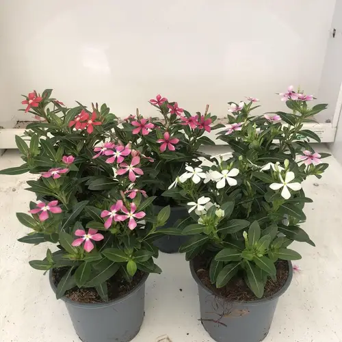 Catharanthus Roseus mix T11 H020
